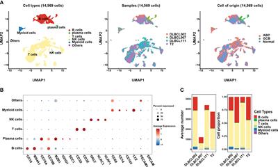 Frontiers | Unraveling the enigma of B cells in diffuse large B